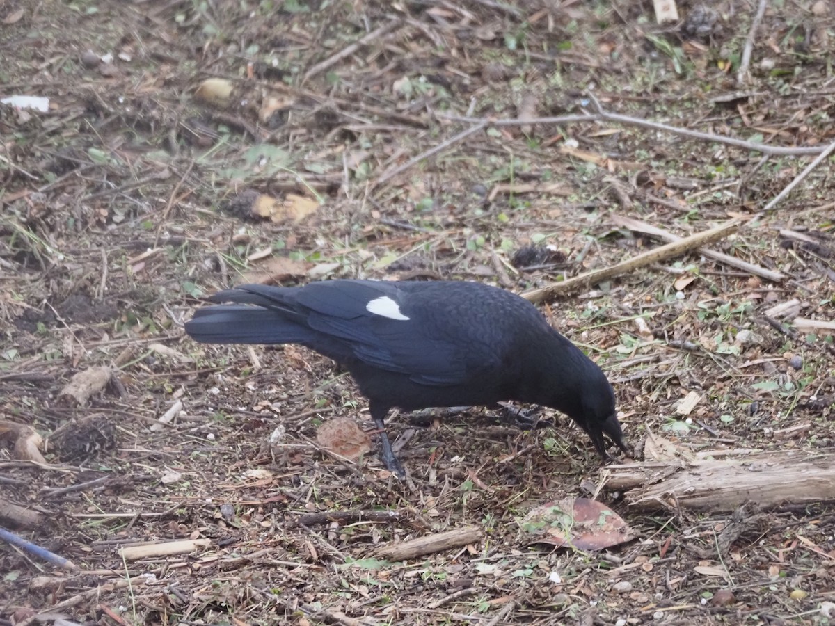 American Crow - ML645470935