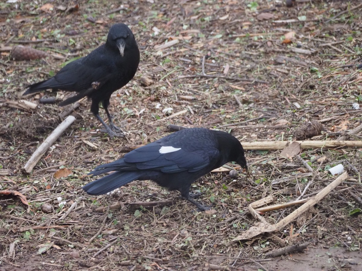 amerikakråke - ML645470936