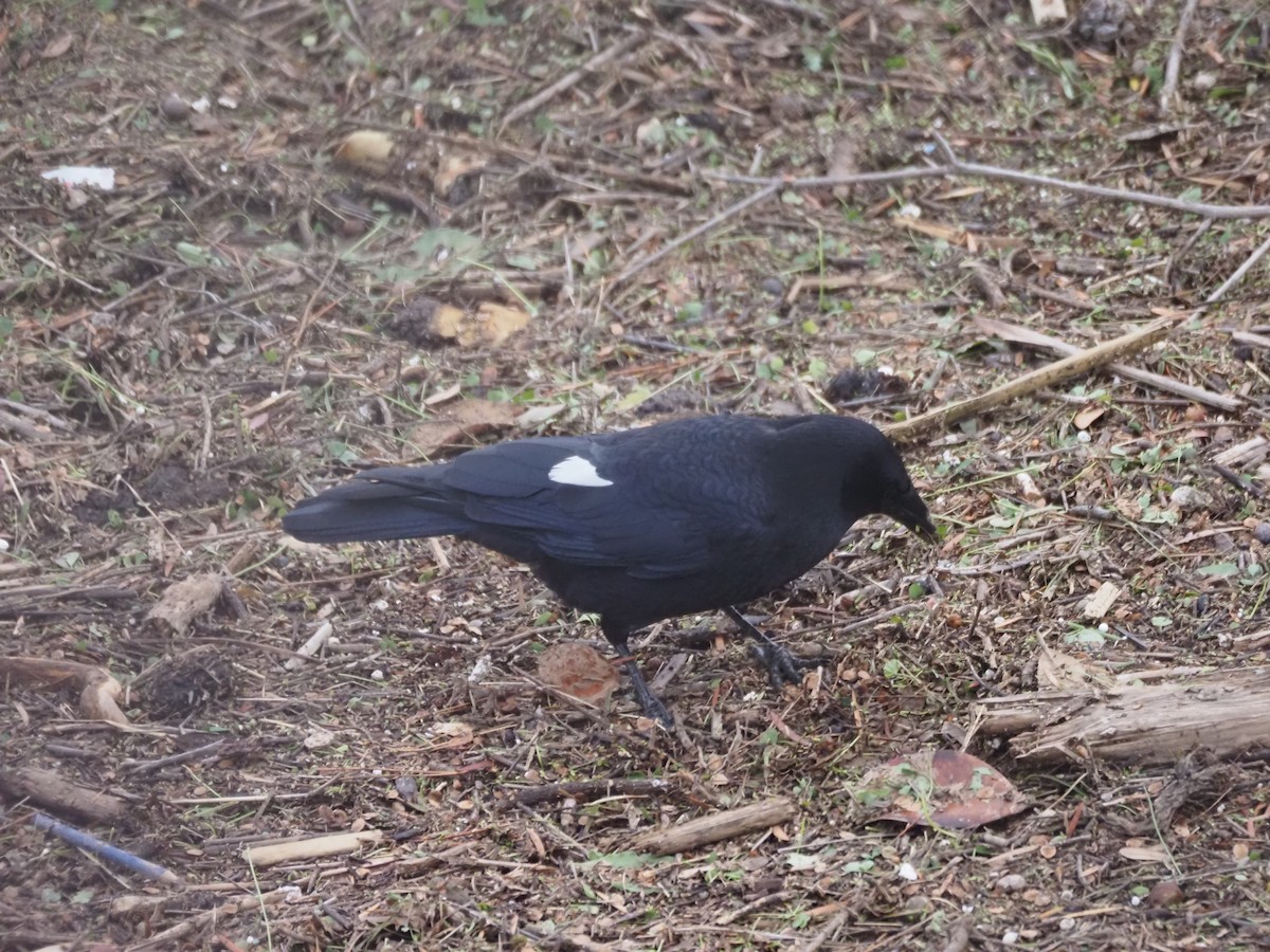 American Crow - ML645470937