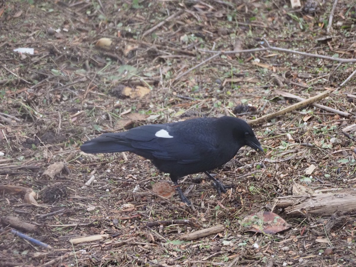 American Crow - ML645470938