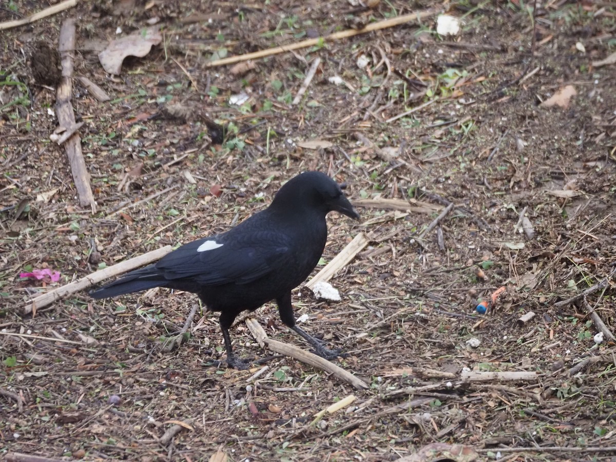 amerikakråke - ML645470939