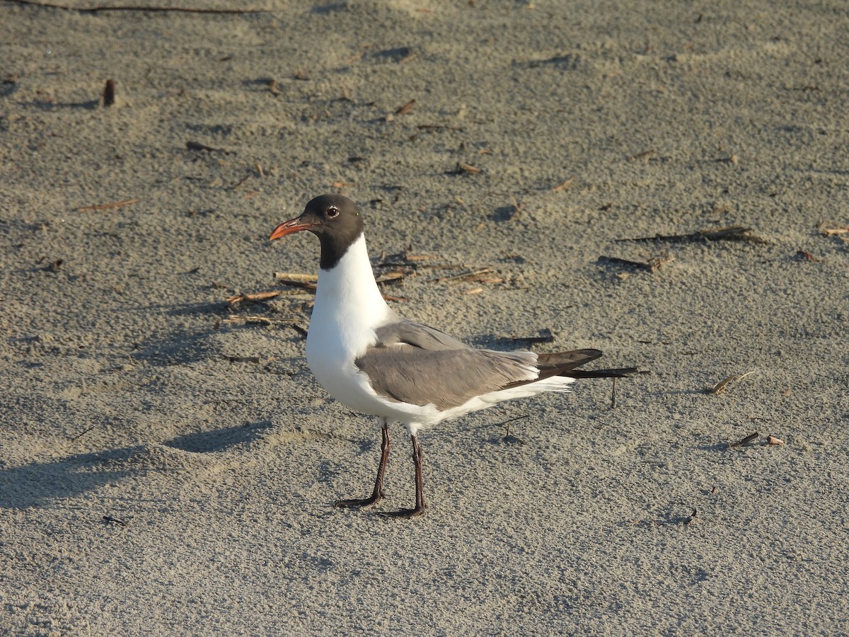 Laughing Gull - ML645470942
