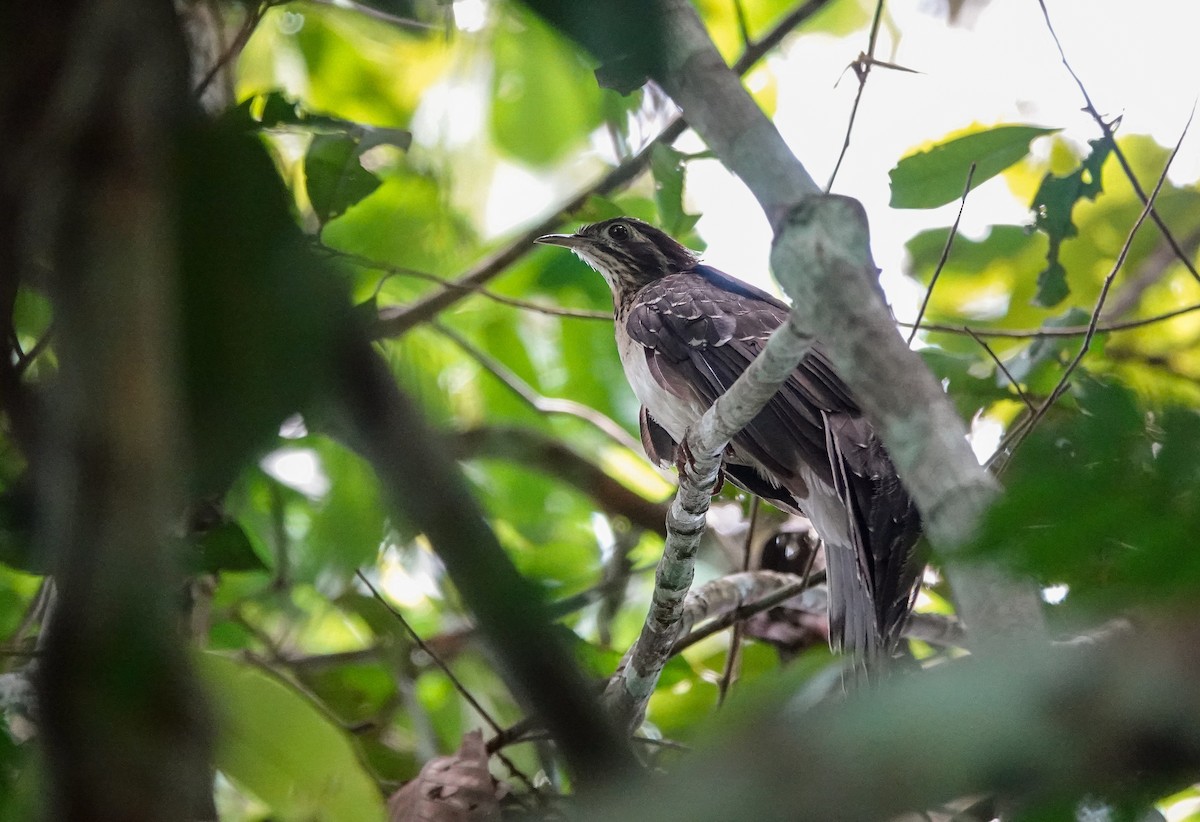 Pheasant Cuckoo - ML645470946