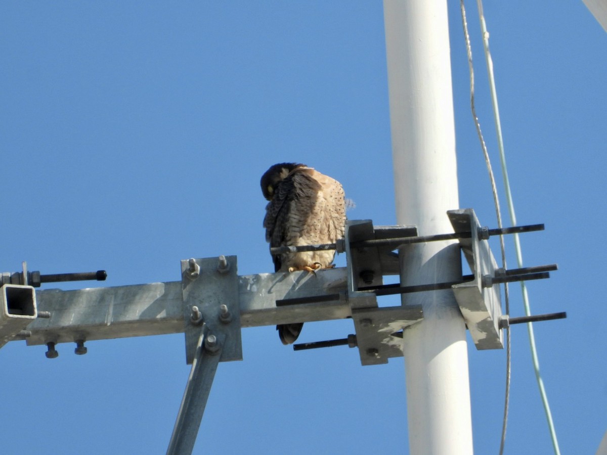 Faucon pèlerin - ML645470949