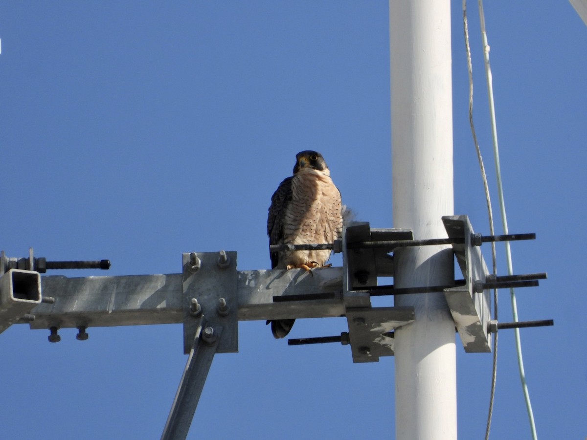 Faucon pèlerin - ML645470950