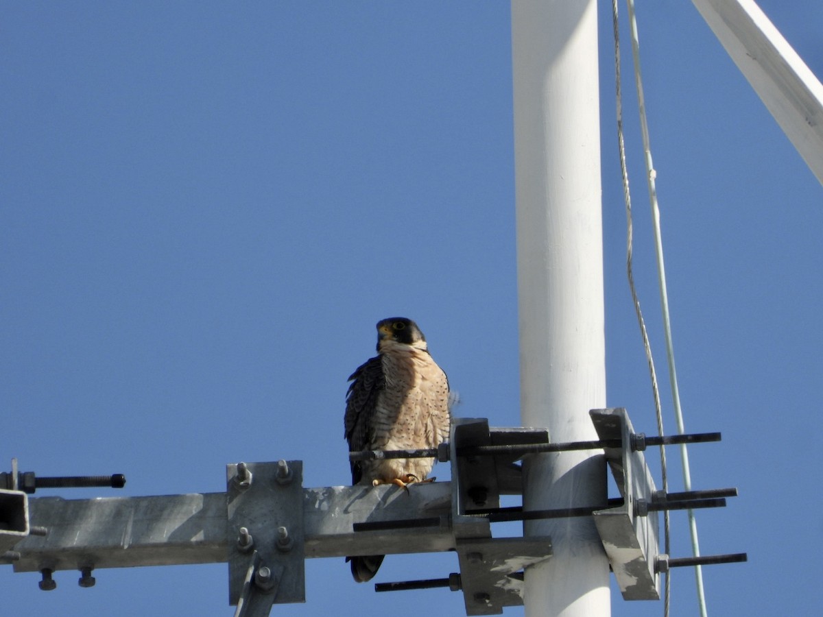 Faucon pèlerin - ML645470951