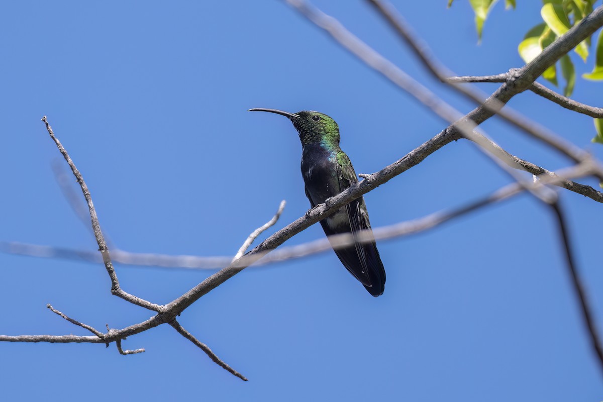 Puerto Rican Mango - ML645470961