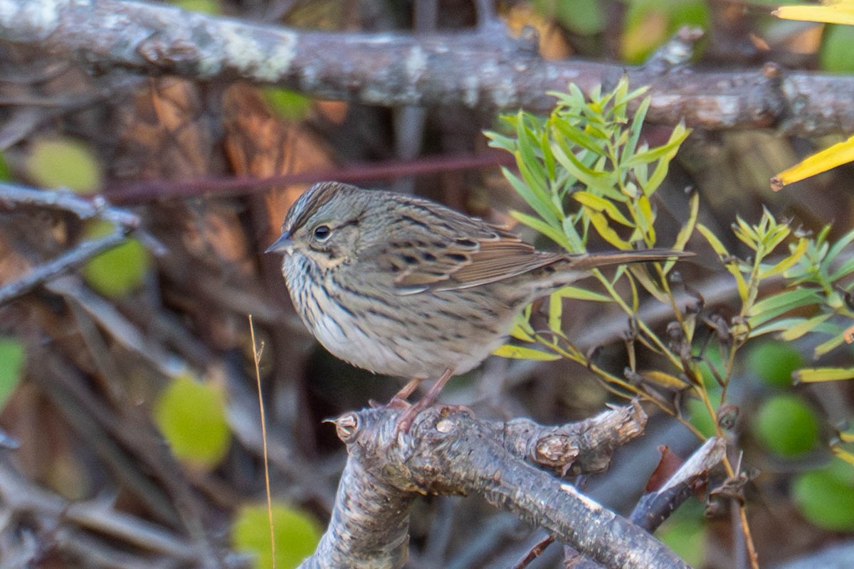 Lincoln's Sparrow - ML645470975