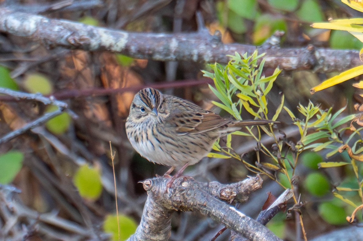 Lincoln's Sparrow - ML645470976