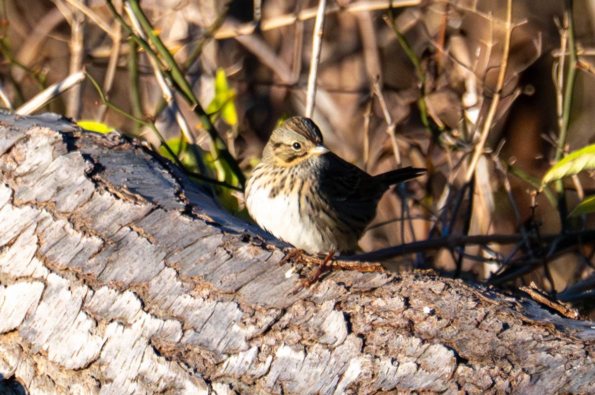 Lincoln's Sparrow - ML645470978