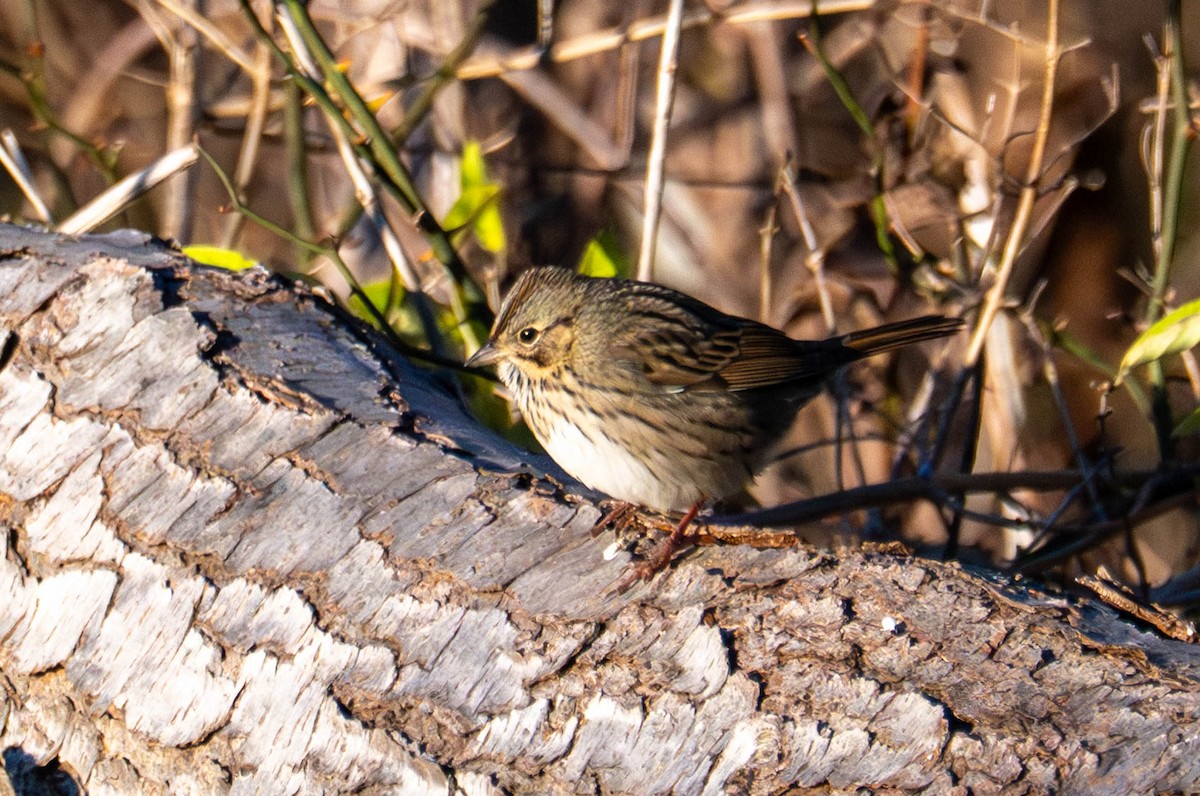 Lincoln's Sparrow - ML645470979