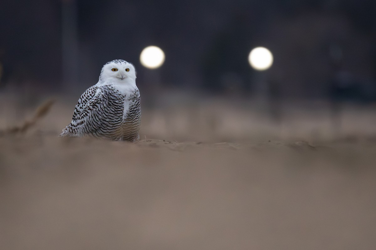 Harfang des neiges - ML645470983