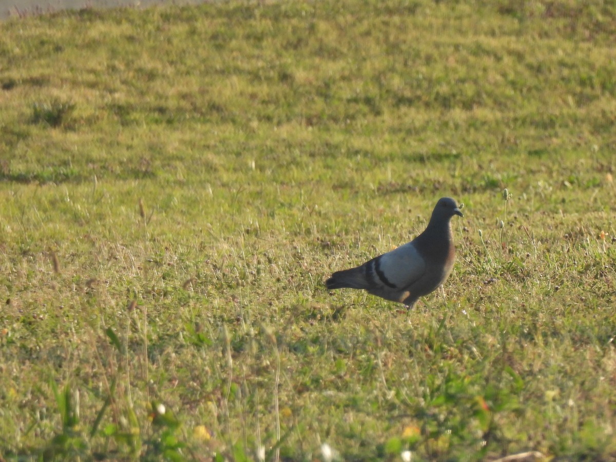 Rock Pigeon (Feral Pigeon) - ML645470984