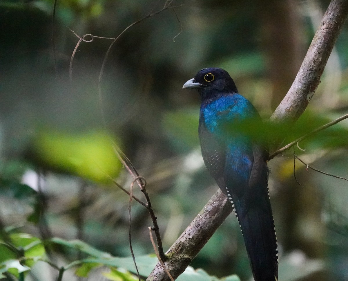 amazontrogon - ML645470994