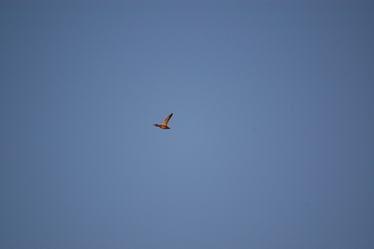 stokkand - ML645470999