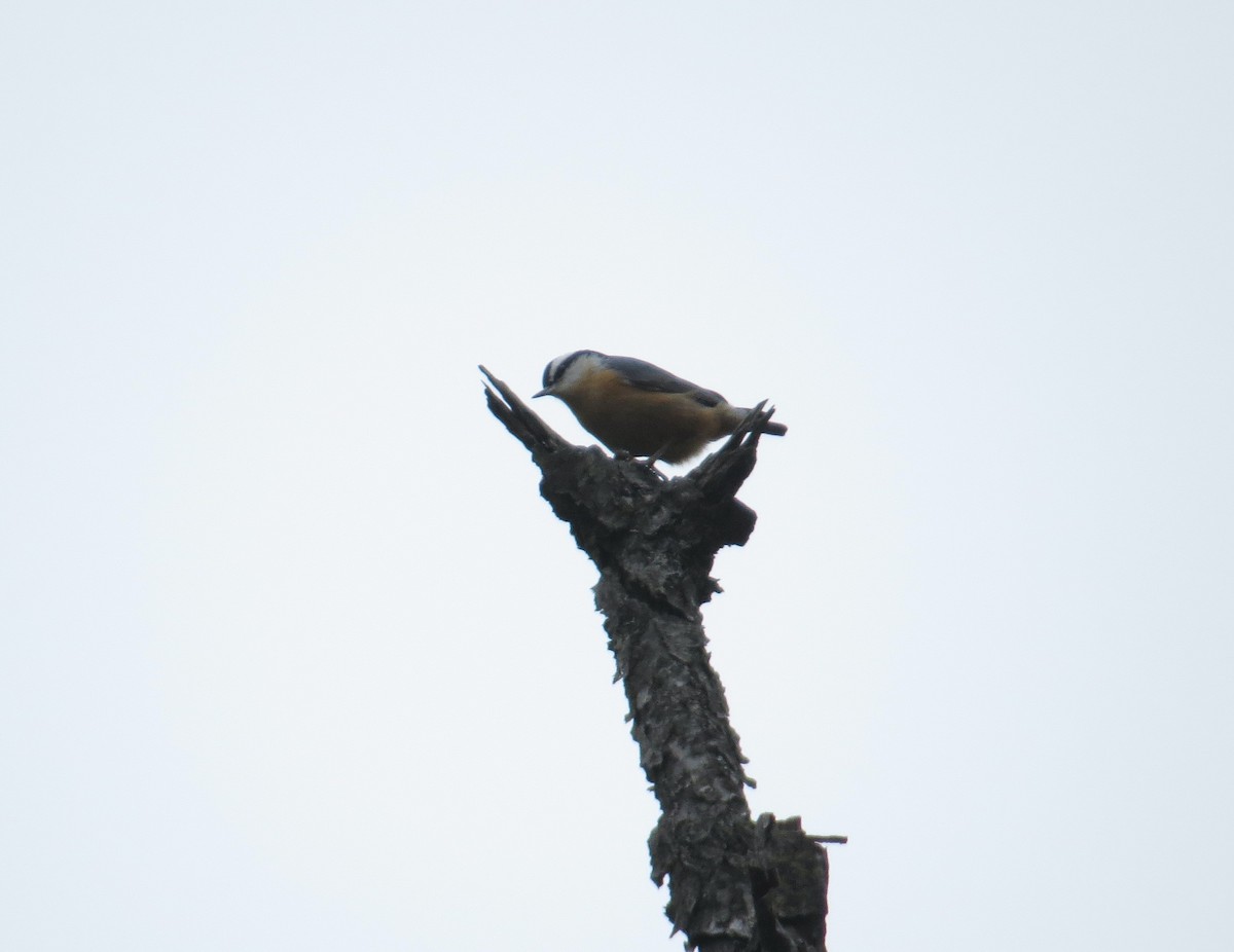 rustspettmeis - ML645471000