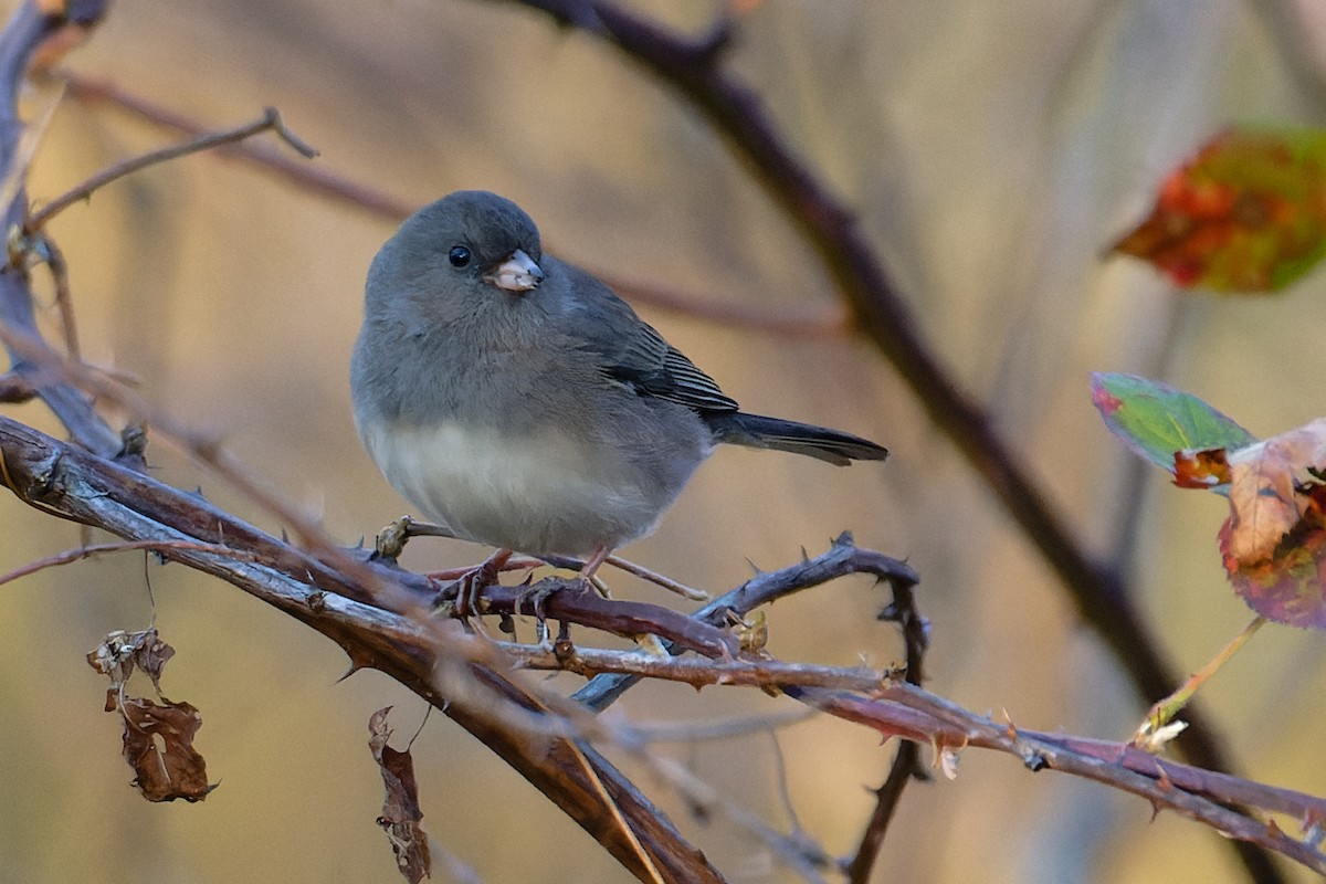 vinterjunko - ML645471001