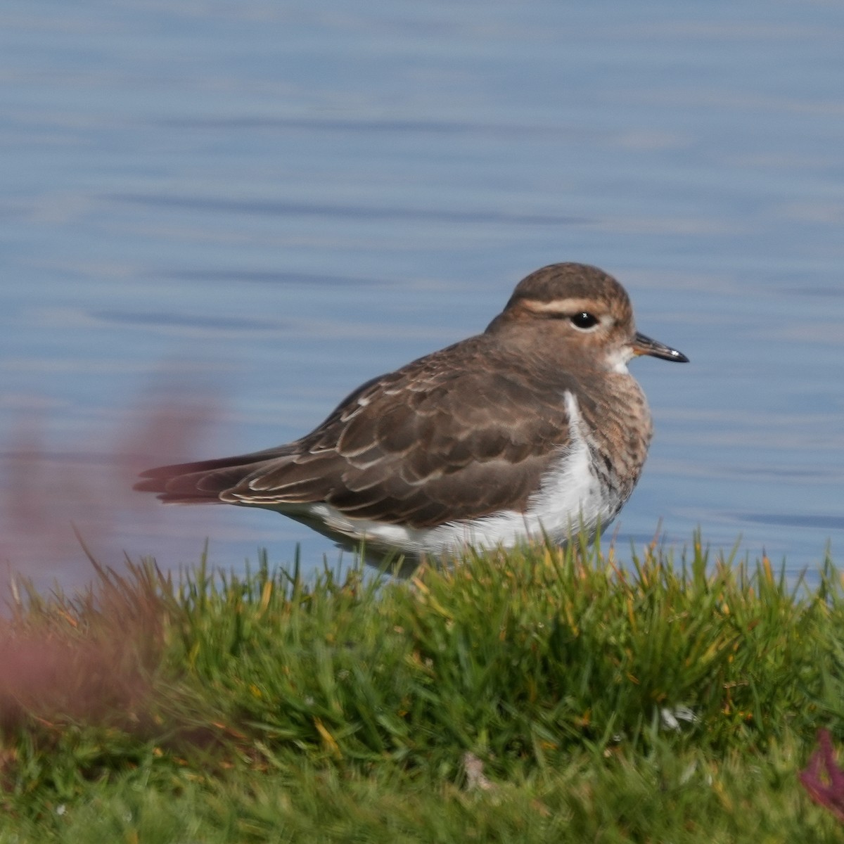 svartkronelo - ML645471002