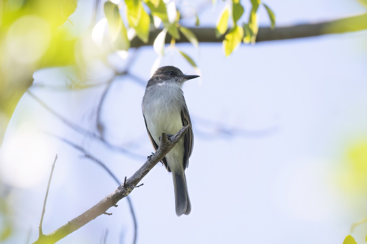 puertoricotyrann - ML645471003