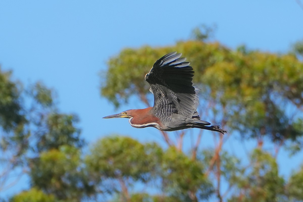 rusttigerhegre - ML645471005