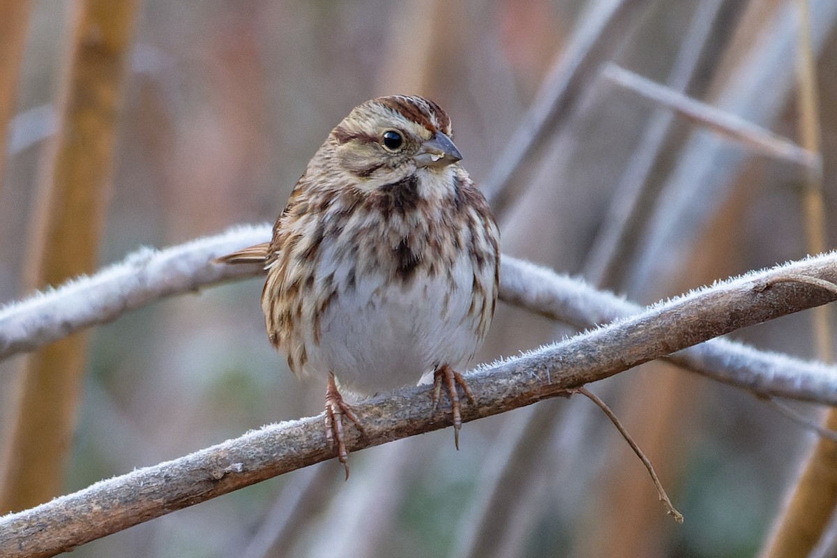 sangspurv - ML645471006