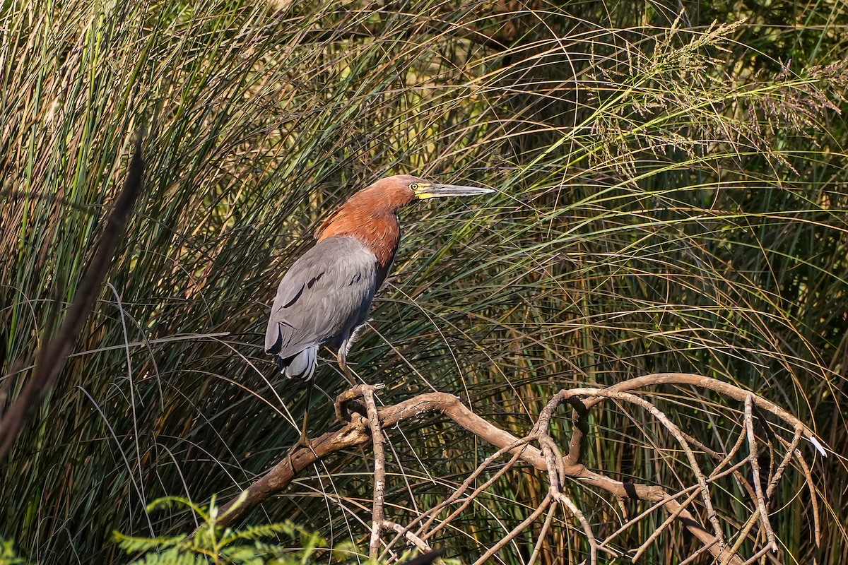 rusttigerhegre - ML645471007