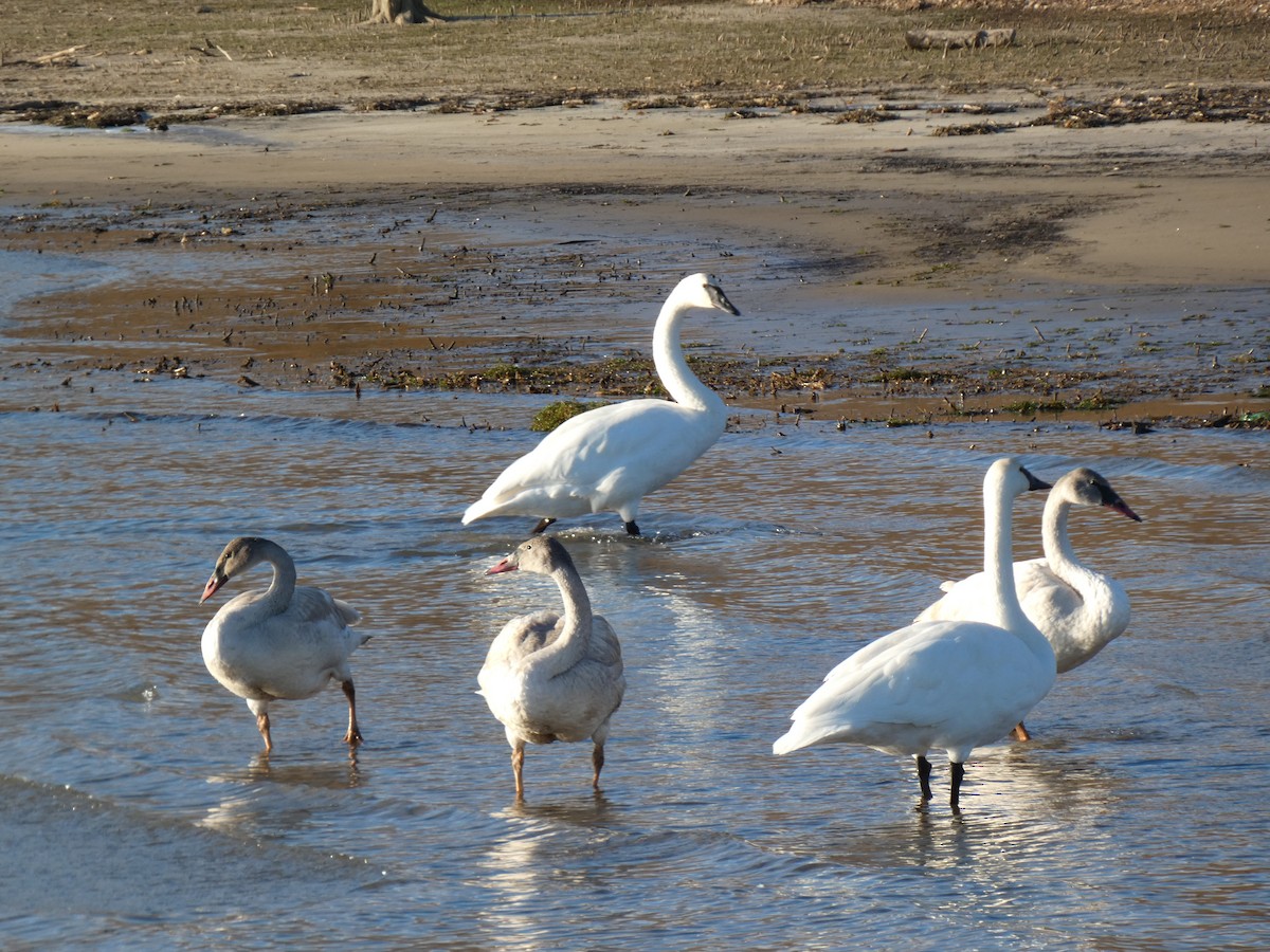 trompetsvane - ML645471008