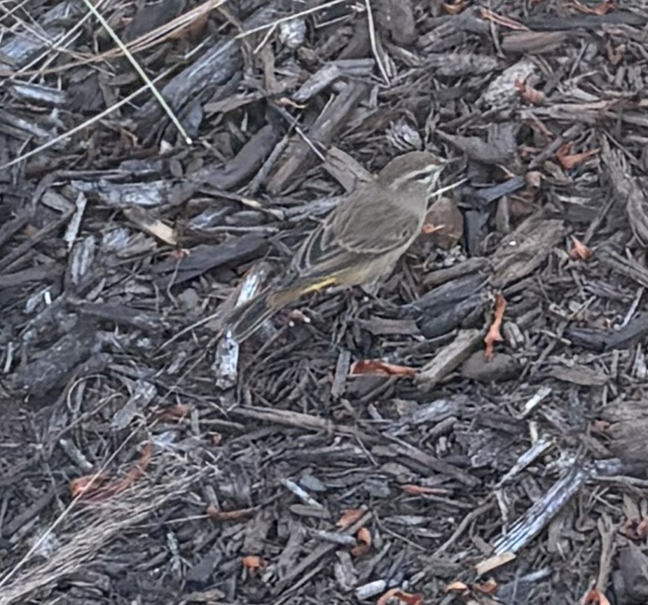 myrparula - ML645471009