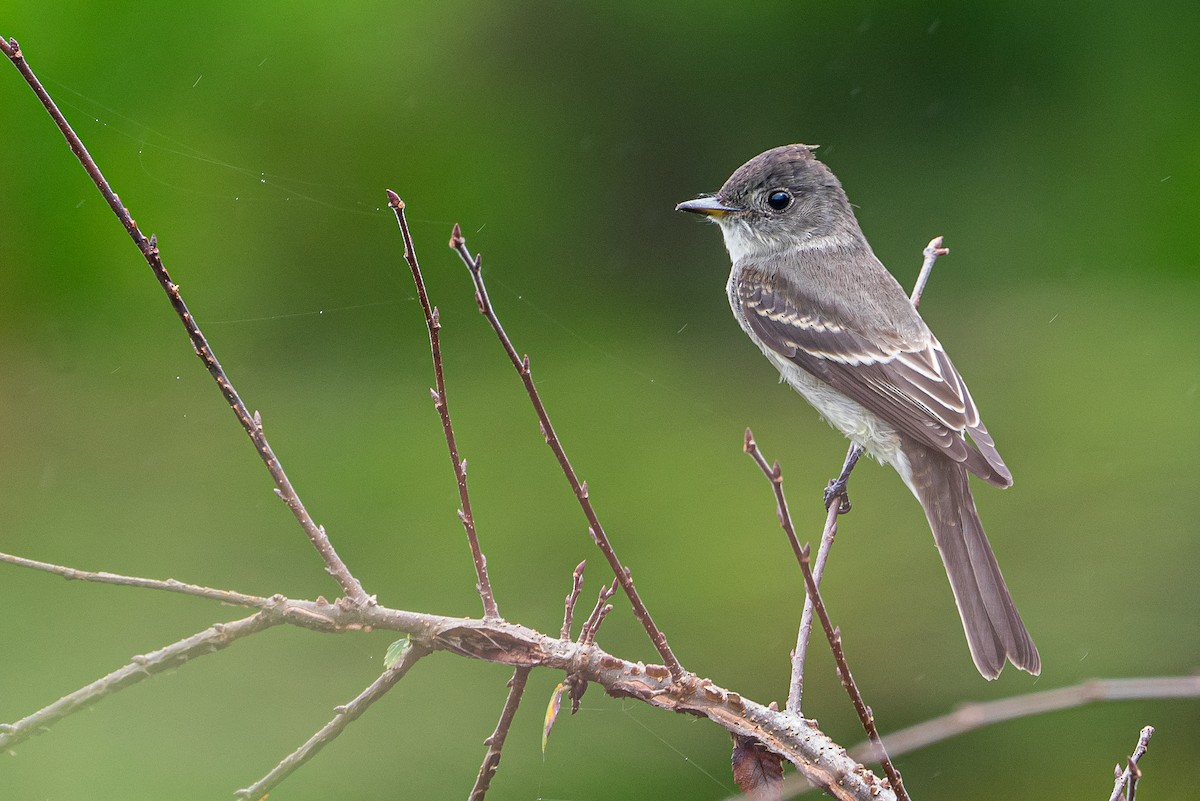 Pioui de l'Est - ML645471010