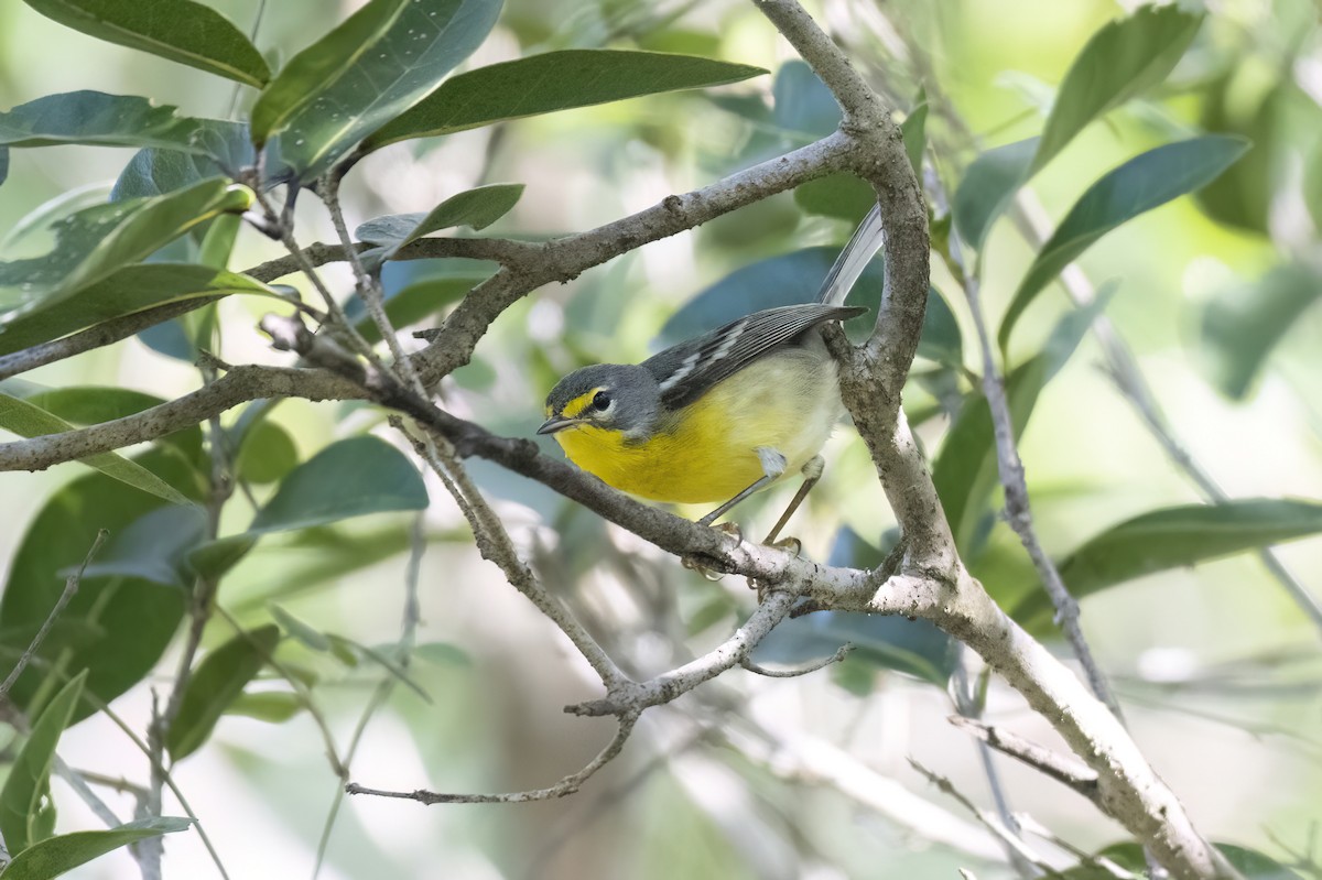 antillparula - ML645471011