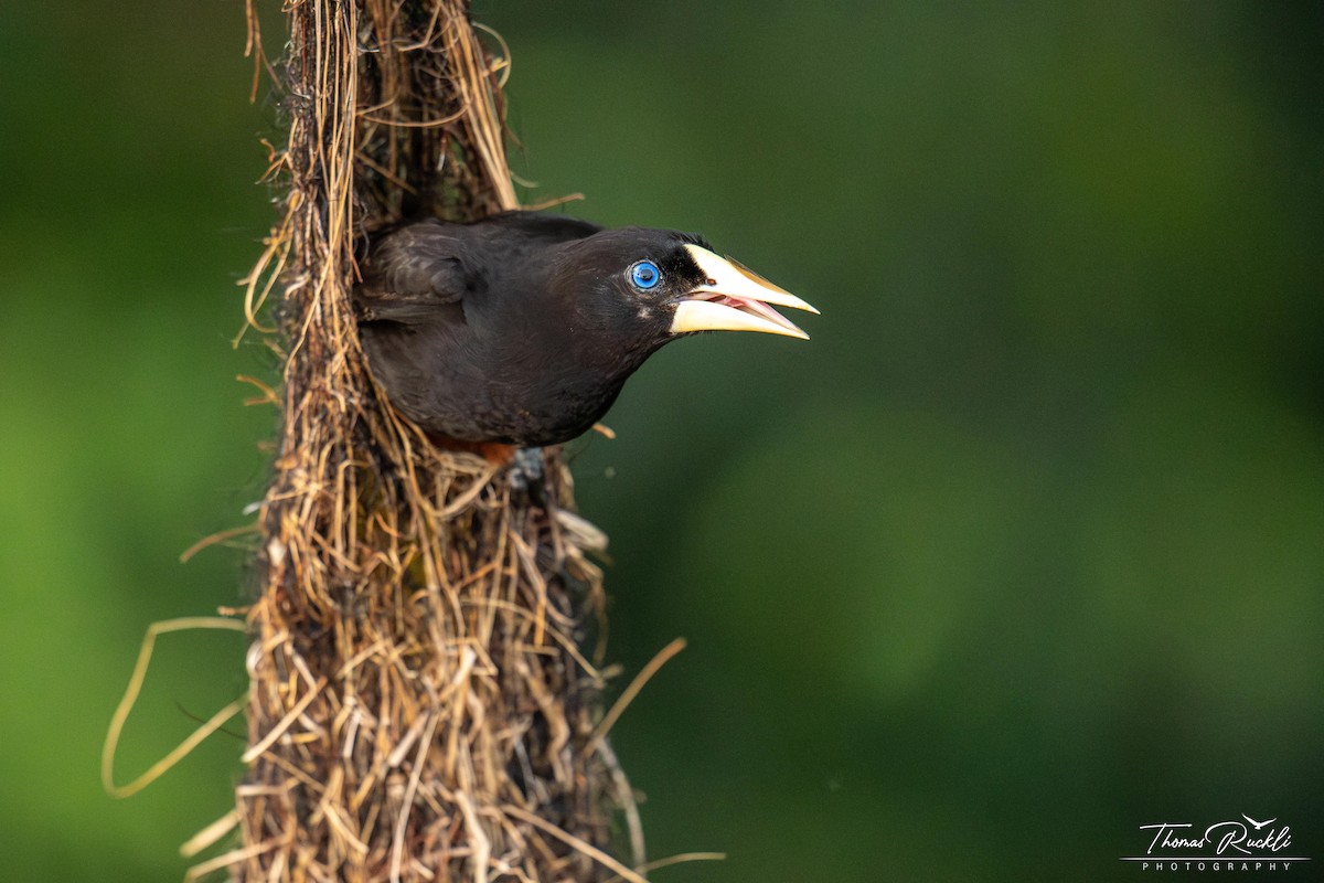 soldatoropendola - ML645471012