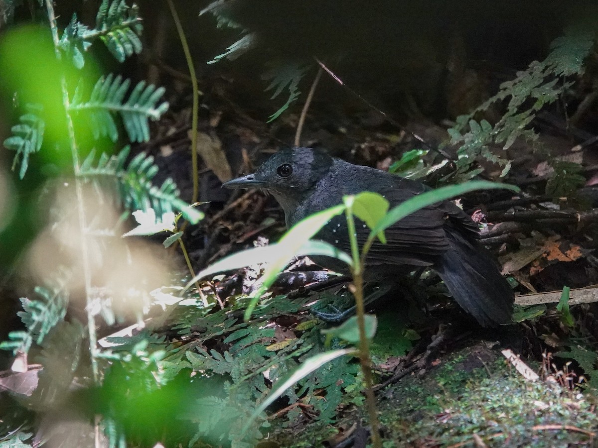 flekkvingemaurfugl - ML645471013