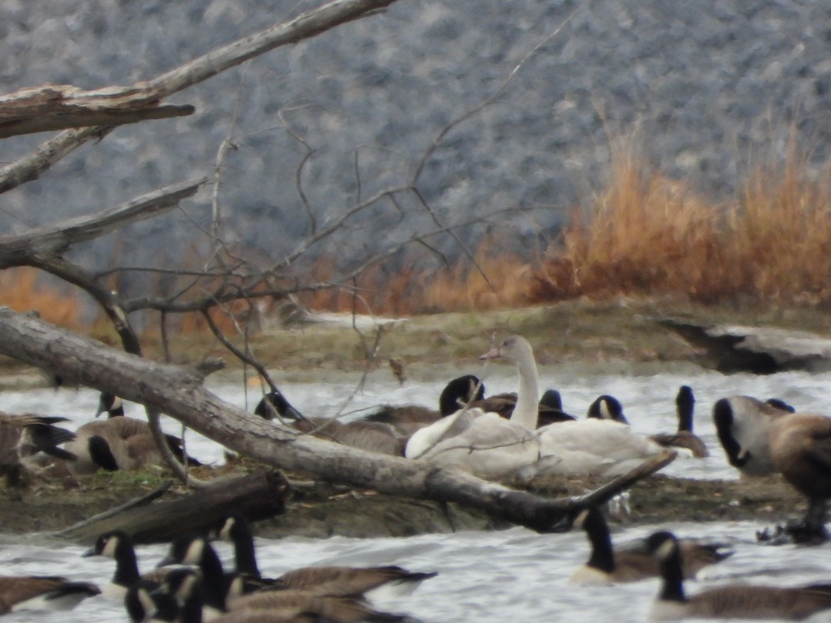 Tundra Swan - ML645471014