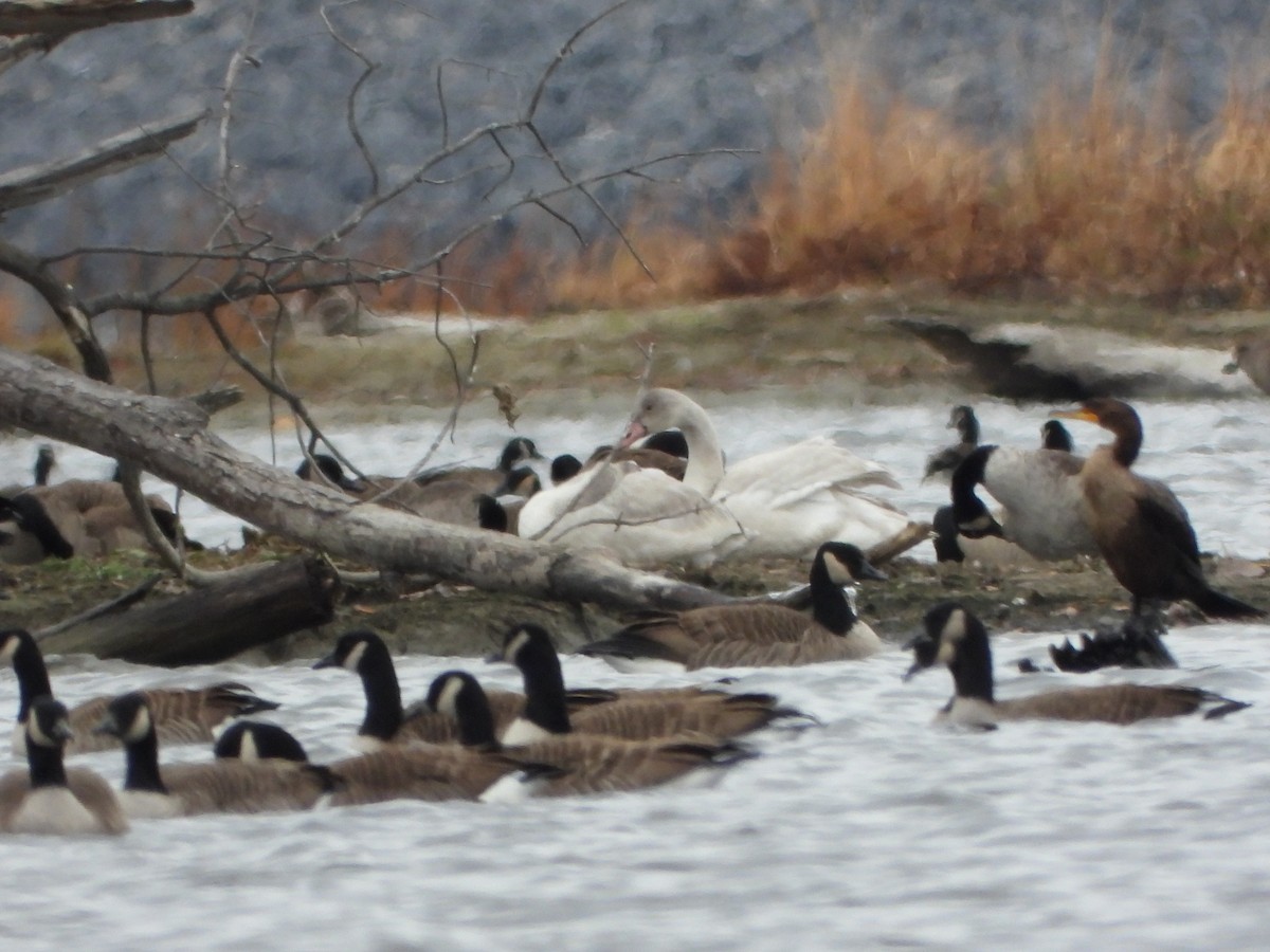 Tundra Swan - ML645471015