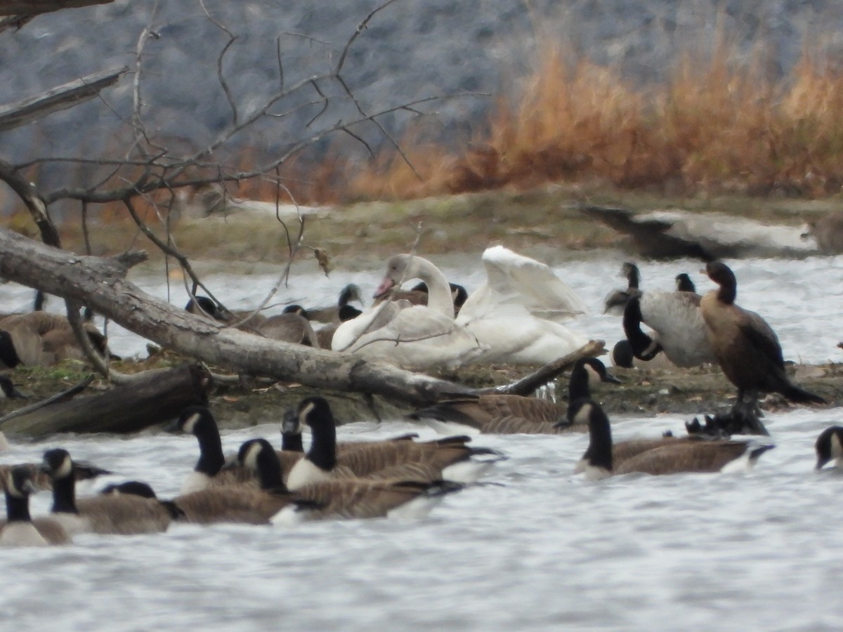 Tundra Swan - ML645471016