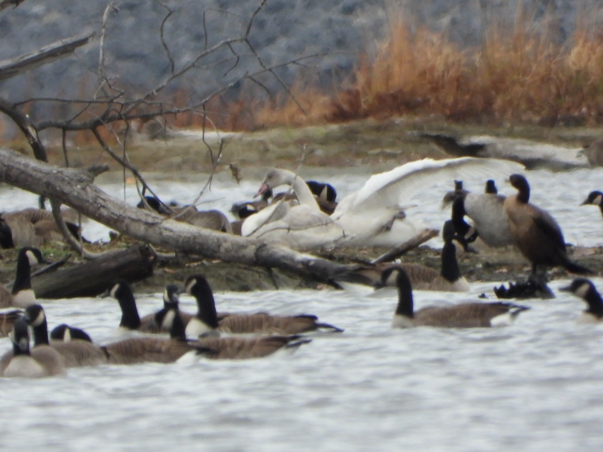 Tundra Swan - ML645471017