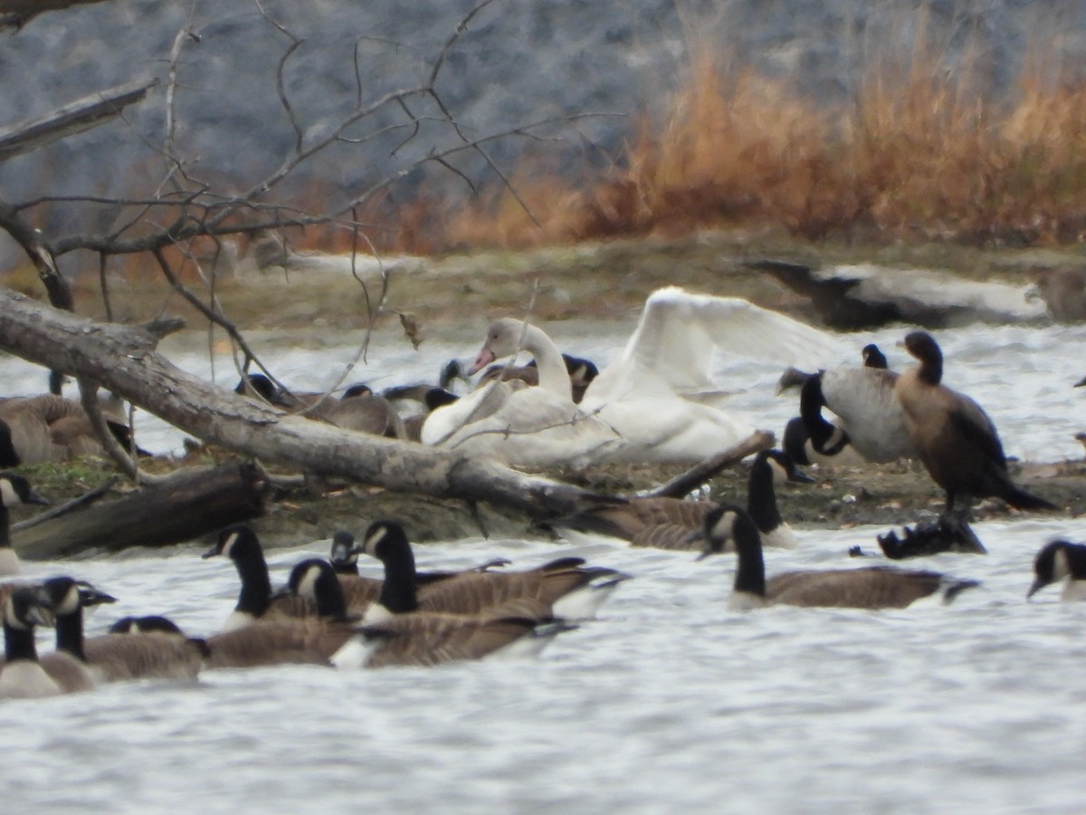 Tundra Swan - ML645471018