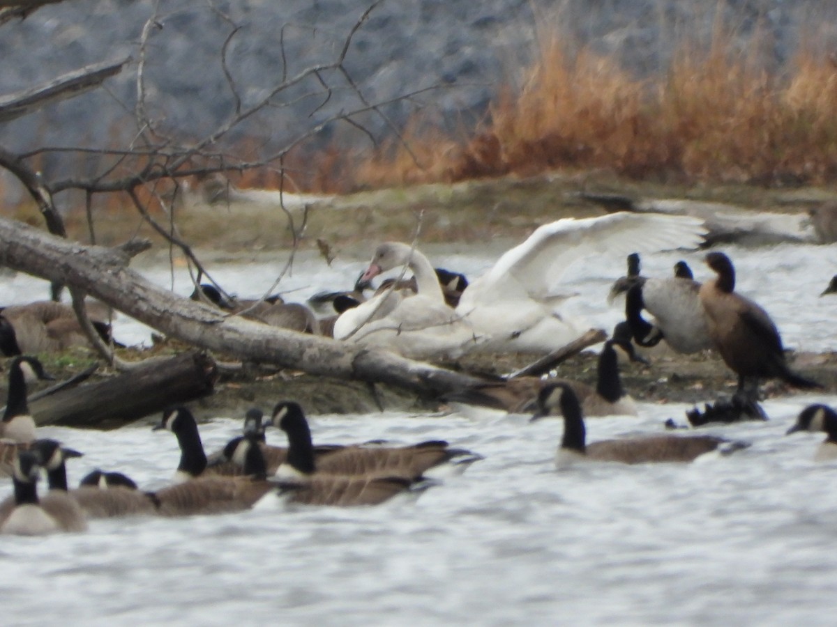 Tundra Swan - ML645471019
