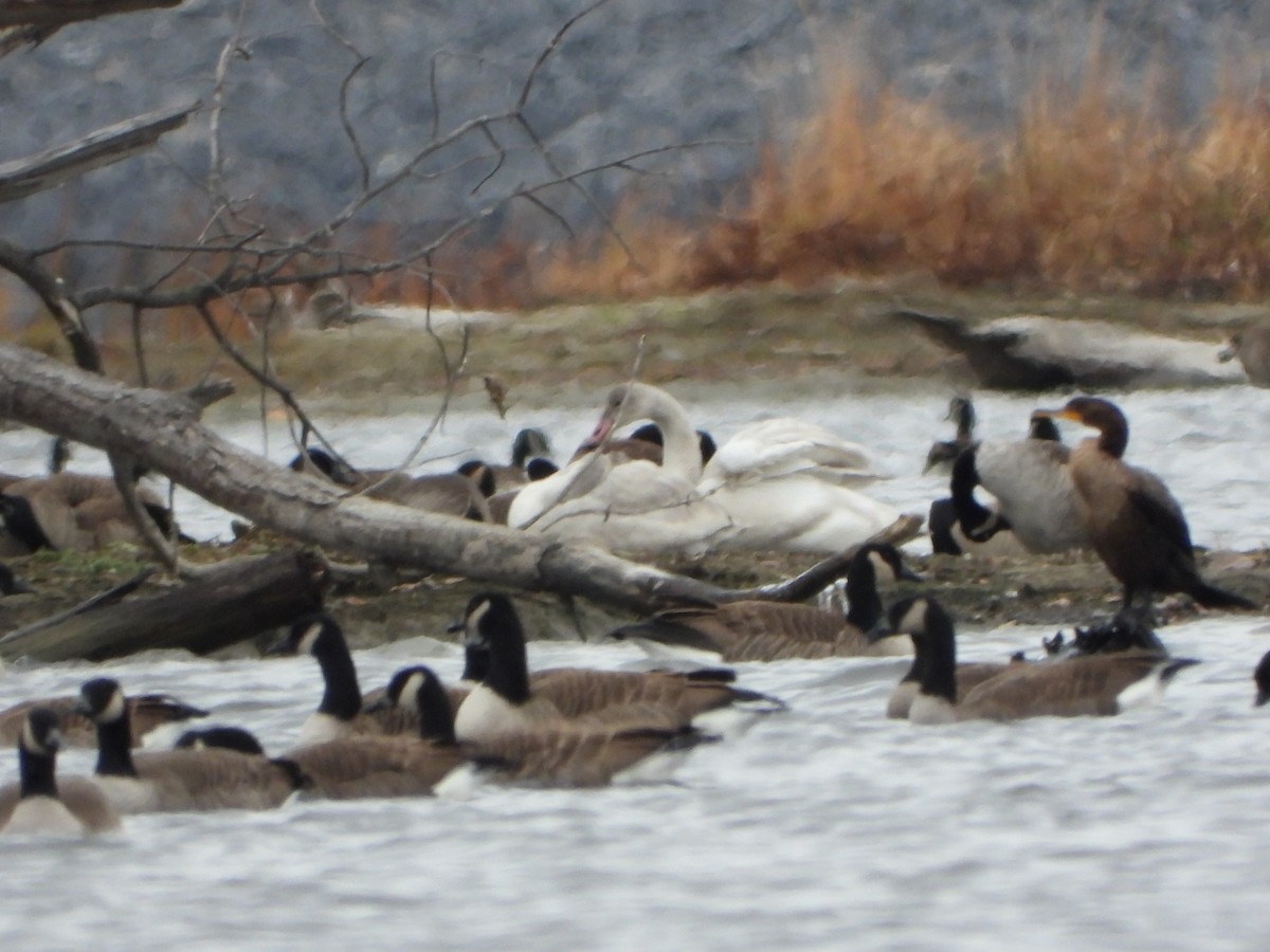 Tundra Swan - ML645471020