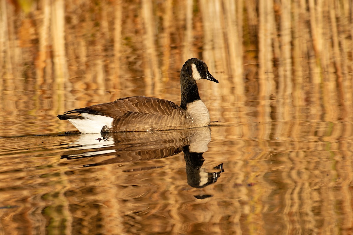 kanadagås - ML645471021