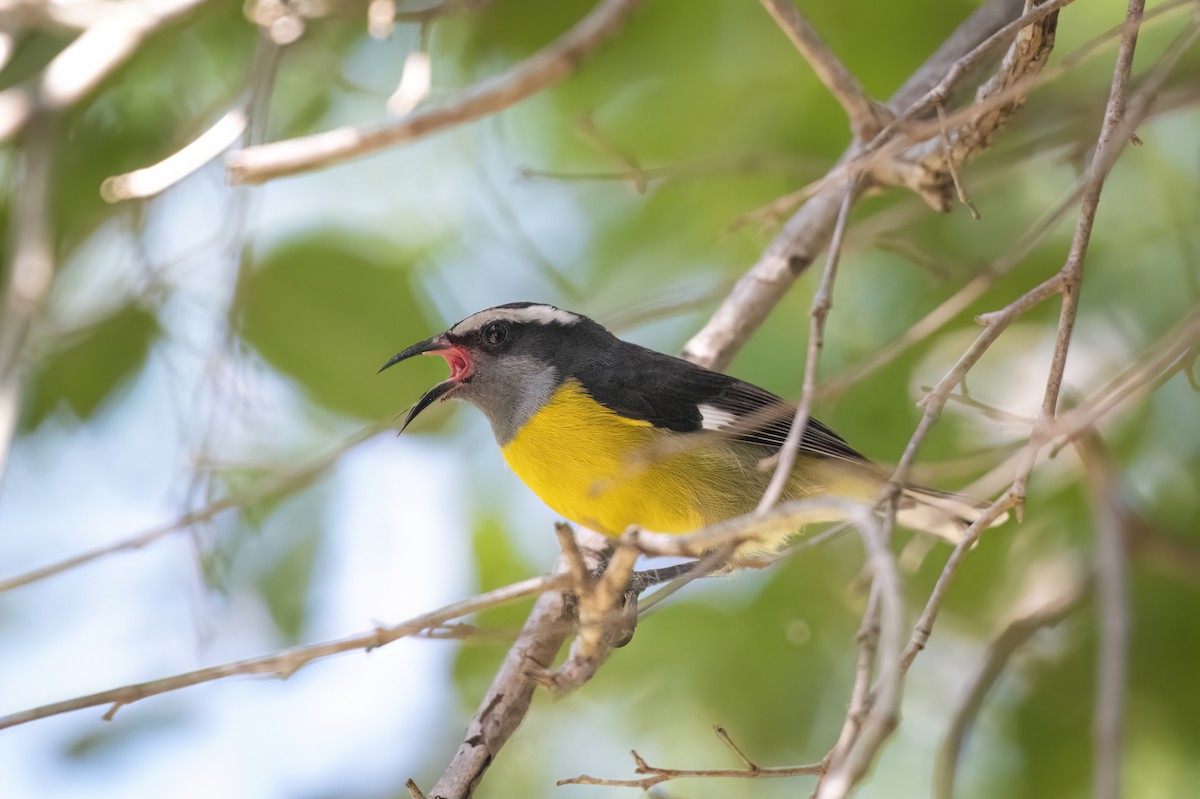 banansmett (portoricensis gr.) - ML645471022