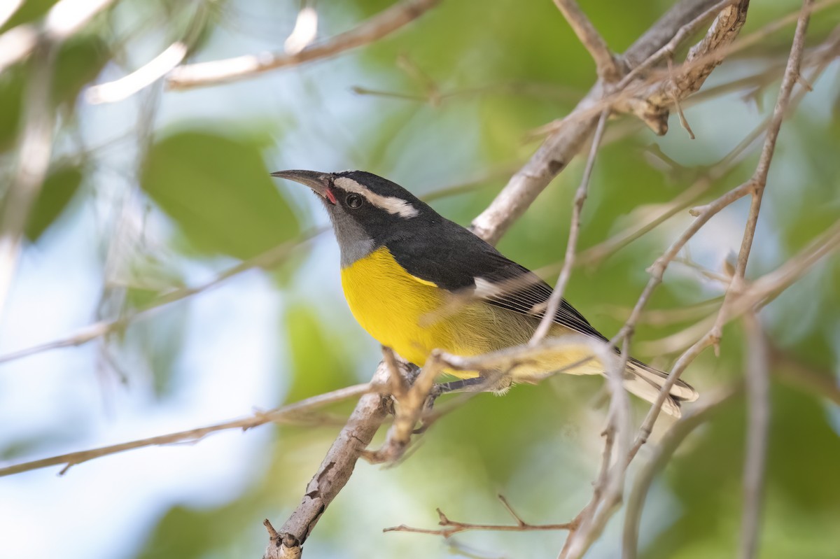 banansmett (portoricensis gr.) - ML645471023