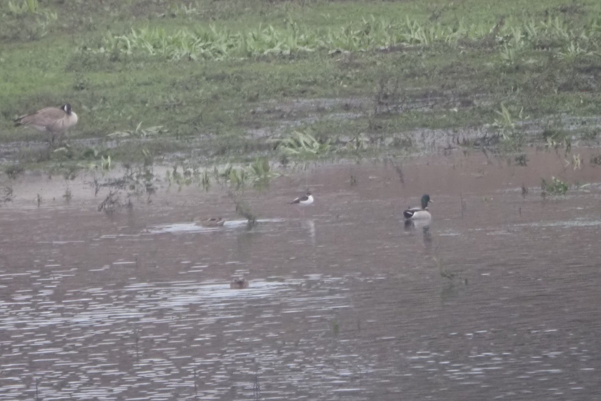 svartkronestylteløper - ML645471024