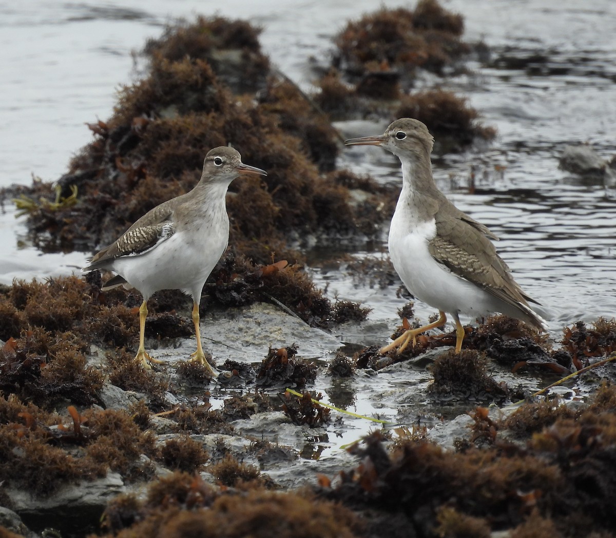 flekksnipe - ML645471025