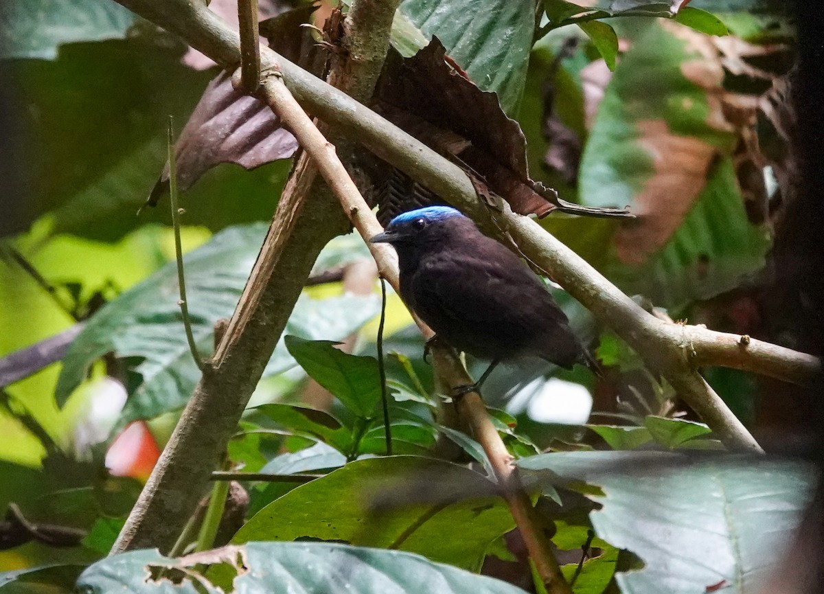 blåkronemanakin - ML645471028