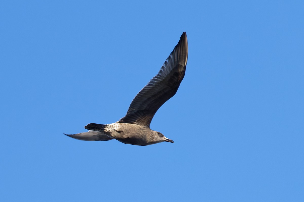 amerikagråmåke - ML645471029