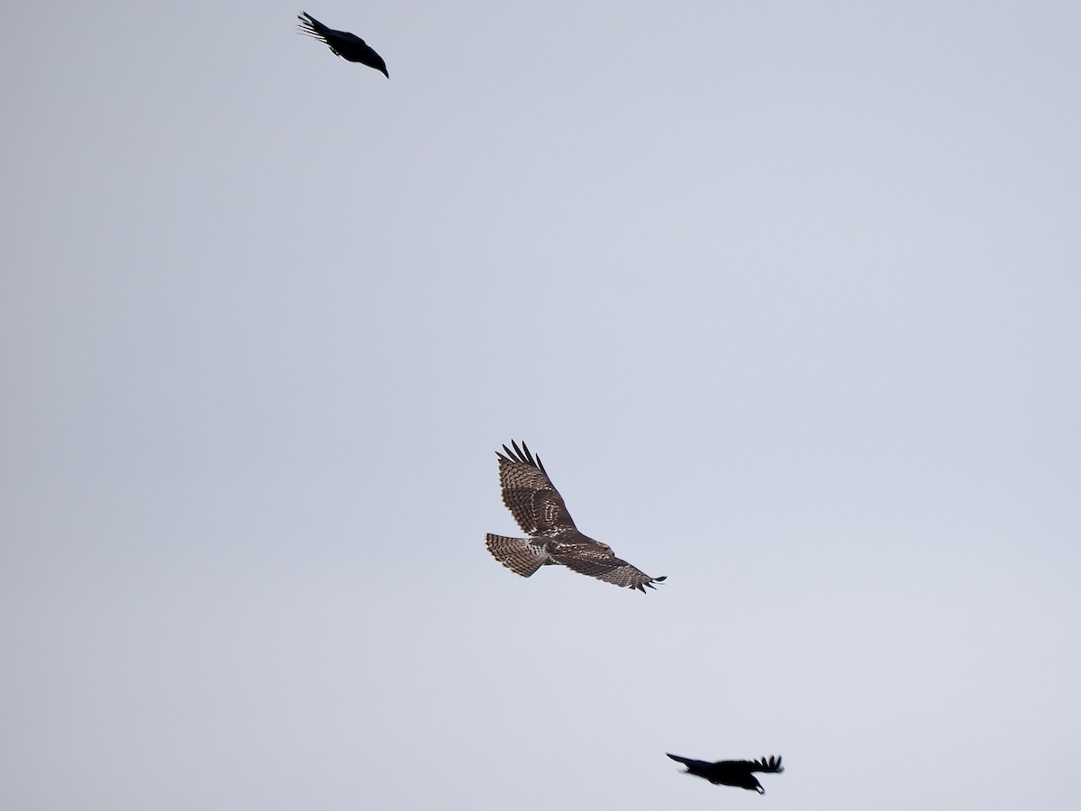 rødstjertvåk - ML645471030