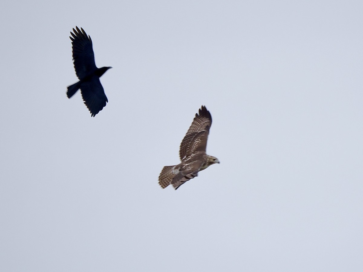 rødstjertvåk - ML645471031