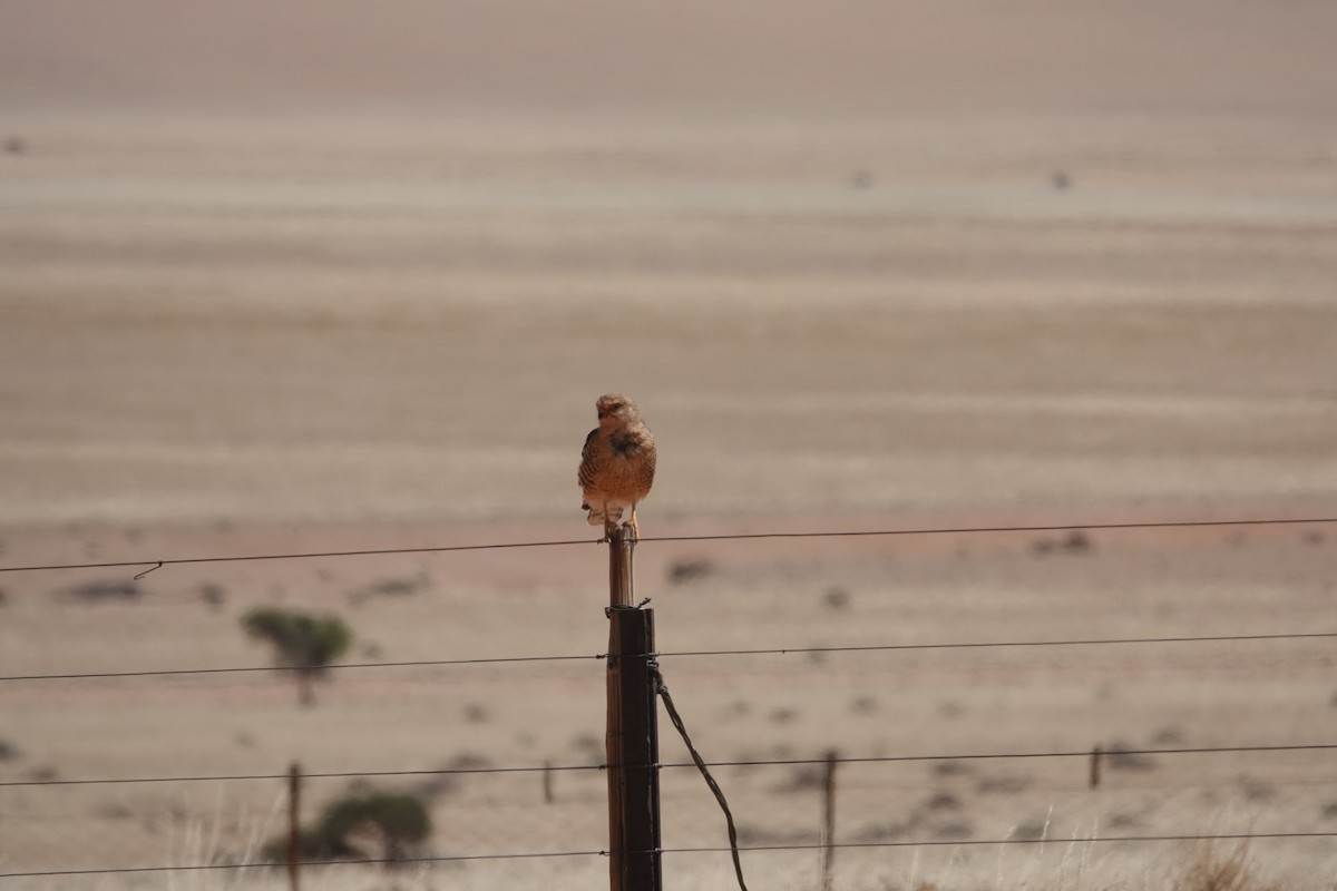 Cernícalo Ojiblanco - ML645471033