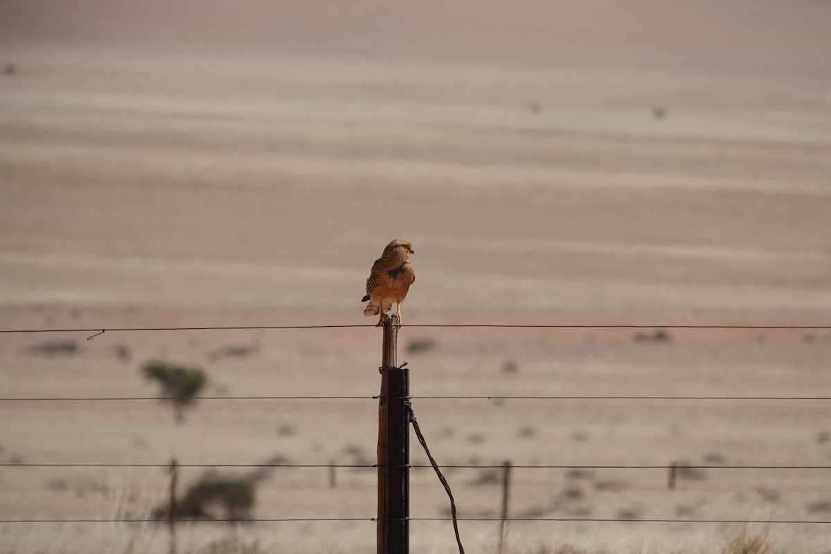 slettefalk - ML645471034